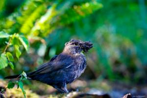 Julien SESIA - Julien-Sésia-Photographie©