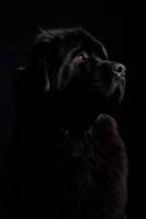 Jean-Marc PENRATH - STUDIO DES VIGNES D'AVARICUM